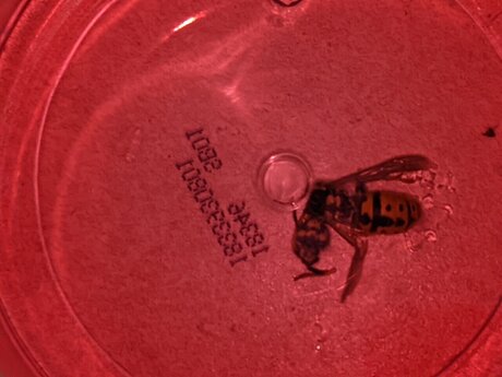 Terragrams pornstar top image