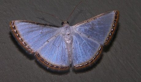 lucy pornstar free image