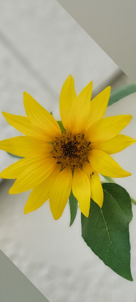 The dragons wolf model pretty archive