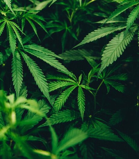 Bigsmokedog erotic actress picture