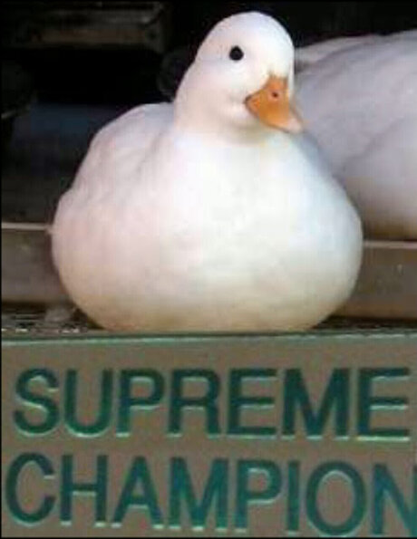 Peak erotic actress picture