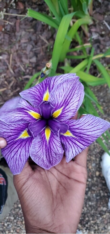 Nookie_ star xxx gallery