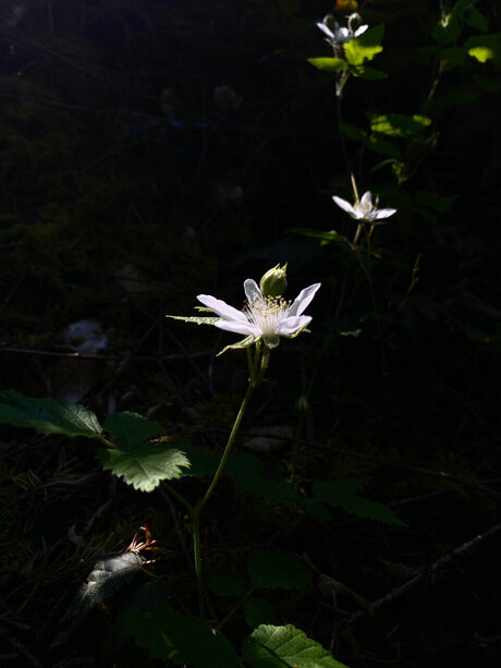 Meowmeowmeow top actress gallery