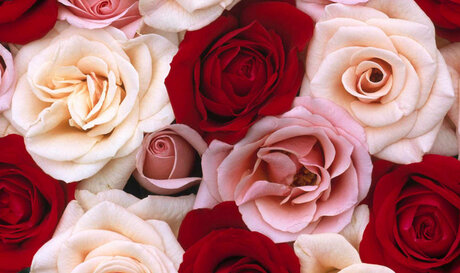 Foxy Red Rose top actress image