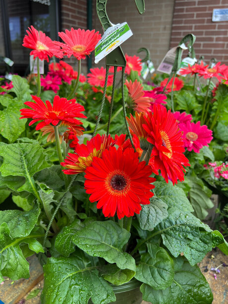 Olivi r Ans lm high quality actress photos