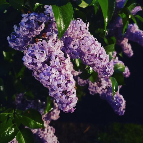 Miss Vixxen nudes star pics