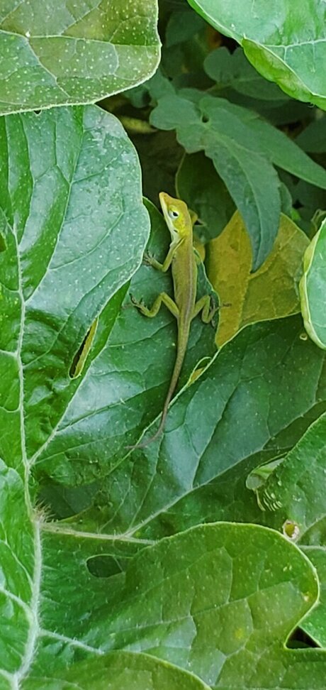 Sweet Velvet hot actress gallery