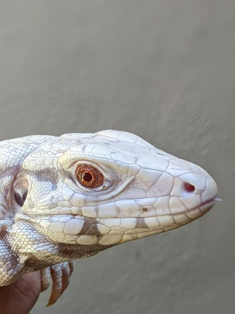 heatandhoney star perfect gallery