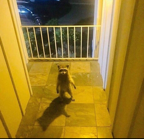 Franklin star hd img