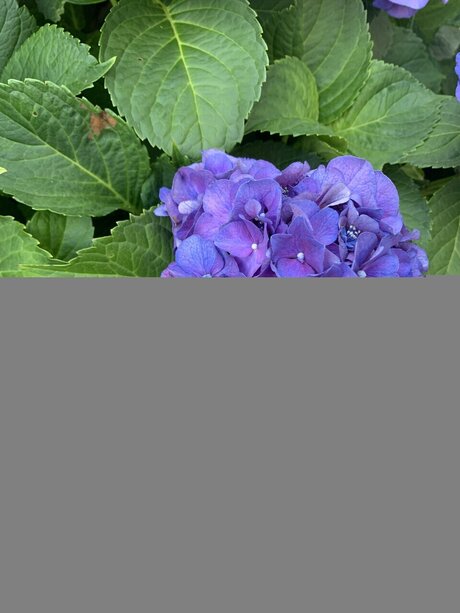 Mollusc star best picture