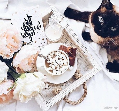 allwene free pornstar nude photos