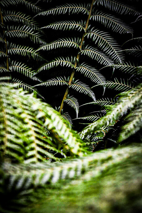 TempestShadowz beautiful star galleries