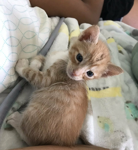 Goddess Tall Tasha art actress gallery