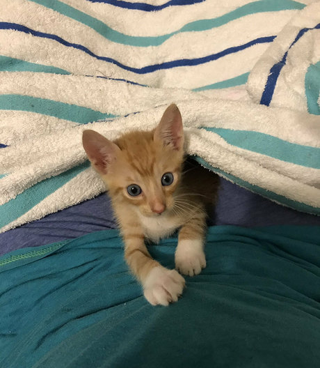 Goddess Tall Tasha model beautiful photo