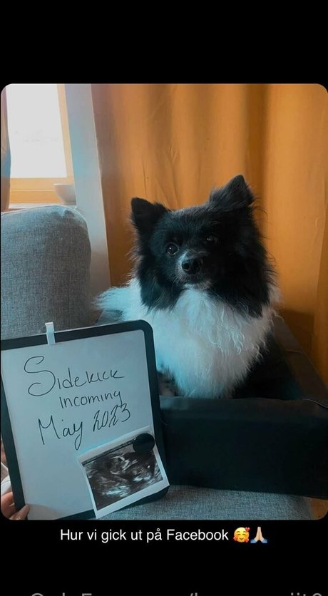 hannasaiit0 star free pic