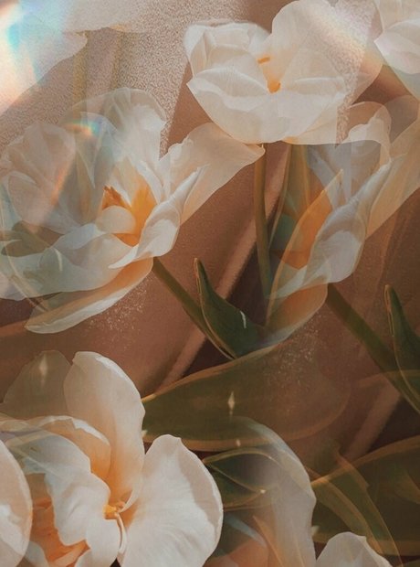 minidivaonly exclusive star gallery