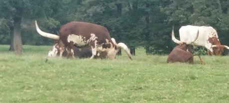 kittylee high quality model photo