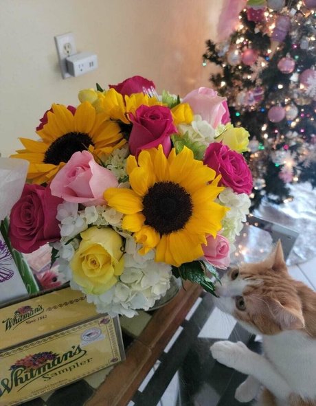 kyliecupcake perfect star pictures