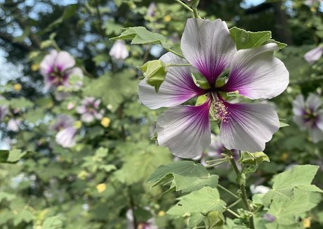 janeray model hot picture