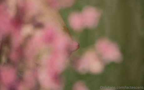 lactescens model galleries