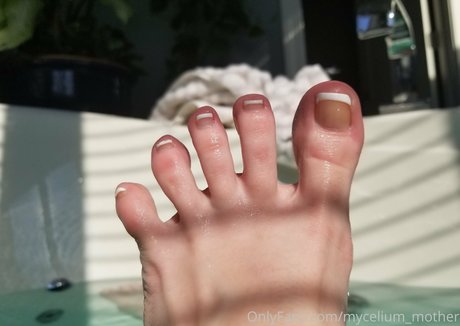 mycelium mother beautiful star archive