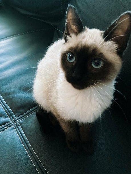 witchandhansel model pornographic img