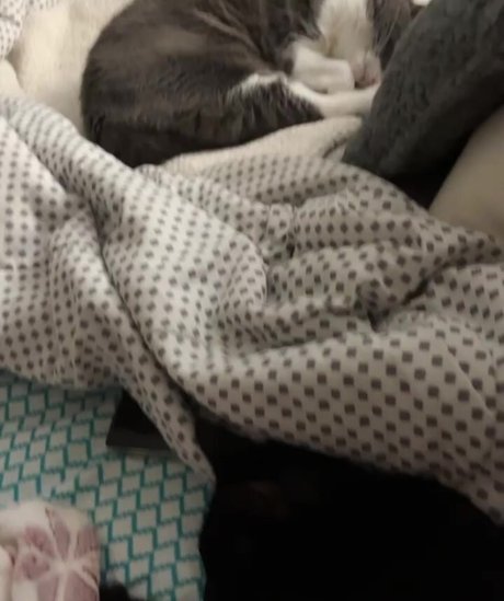 piperplatinumvip star sexy archive