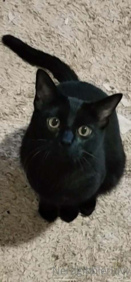 nerdgibblerluvv model pretty galleries