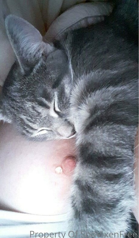 snovixen star art gallery