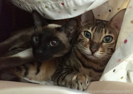 daphnedaniels1 star sexy images