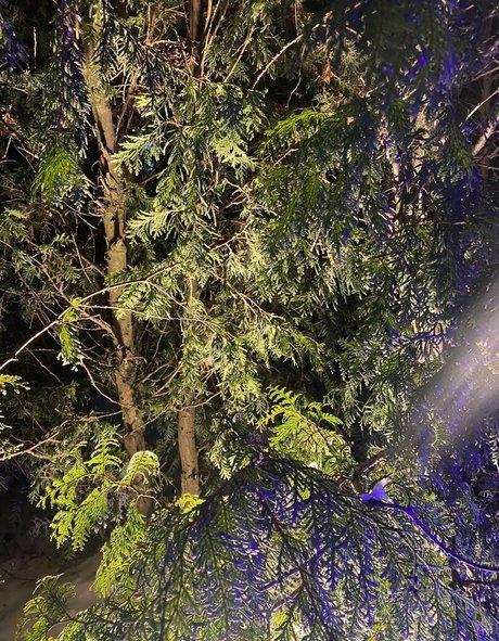 sweetmossy top star photo