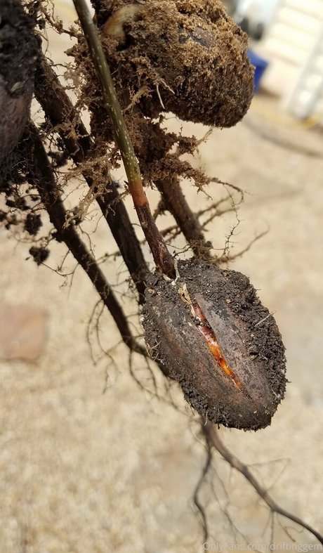 driftinggem hd actress pic