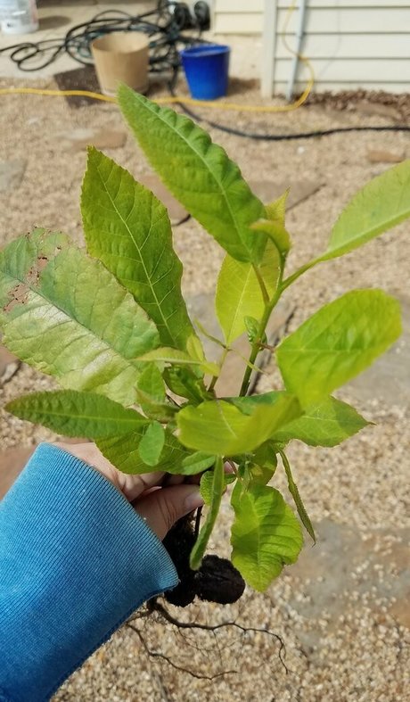 driftinggem top pornstar pics