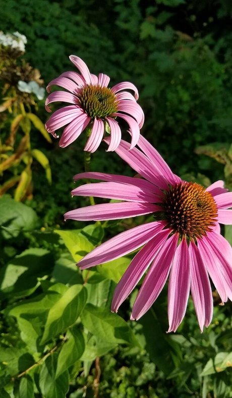 driftinggem star nudes gallery