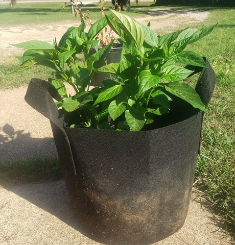 veronikaplants hot star img