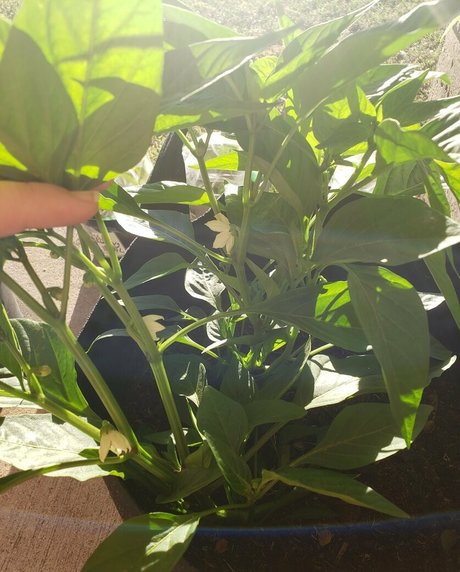 veronikaplants star top archive