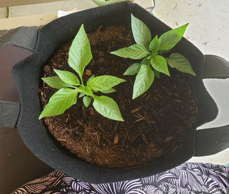 veronikaplants erotic star pictures