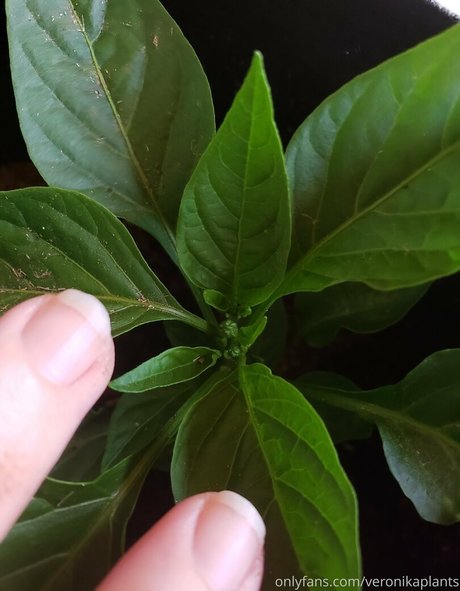 veronikaplants exclusive model galleries