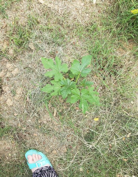 veronikaplants naked star pics