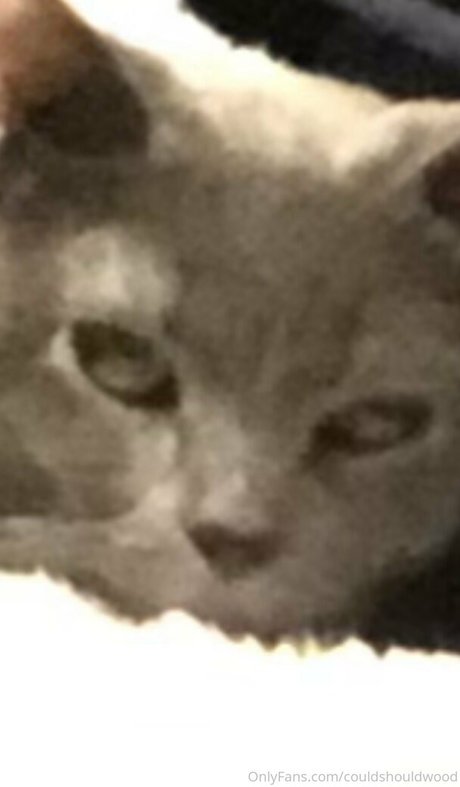 couldshouldwood xxx star gallery