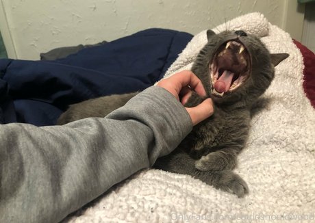 couldshouldwood best star photos