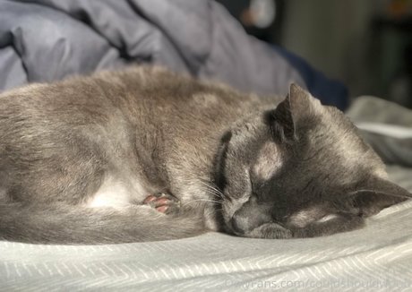 couldshouldwood nice pornstar pictures