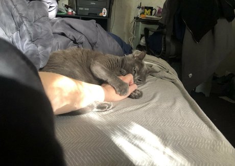 couldshouldwood pornographic model picture