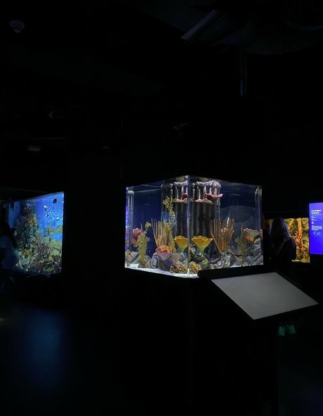 onyour bunny star art photos