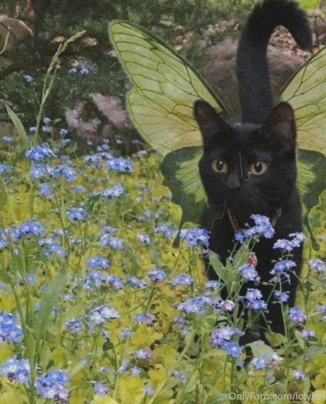 lolykoi model nice pic