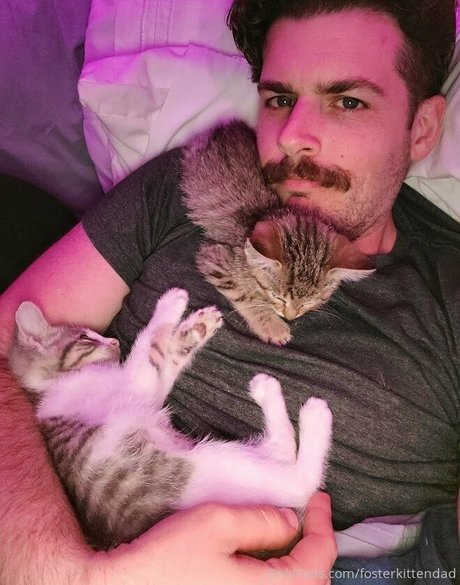 fosterkittendad model perfect images