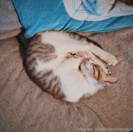 fosterkittendad Profile pic