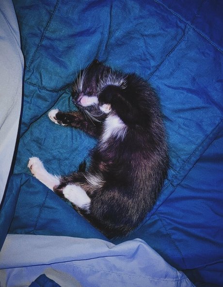 fosterkittendad art actress pics