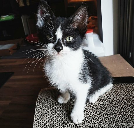 fosterkittendad beautiful actress photo