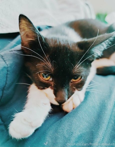 fosterkittendad hd model images